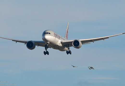 Dreamliner und Voegel