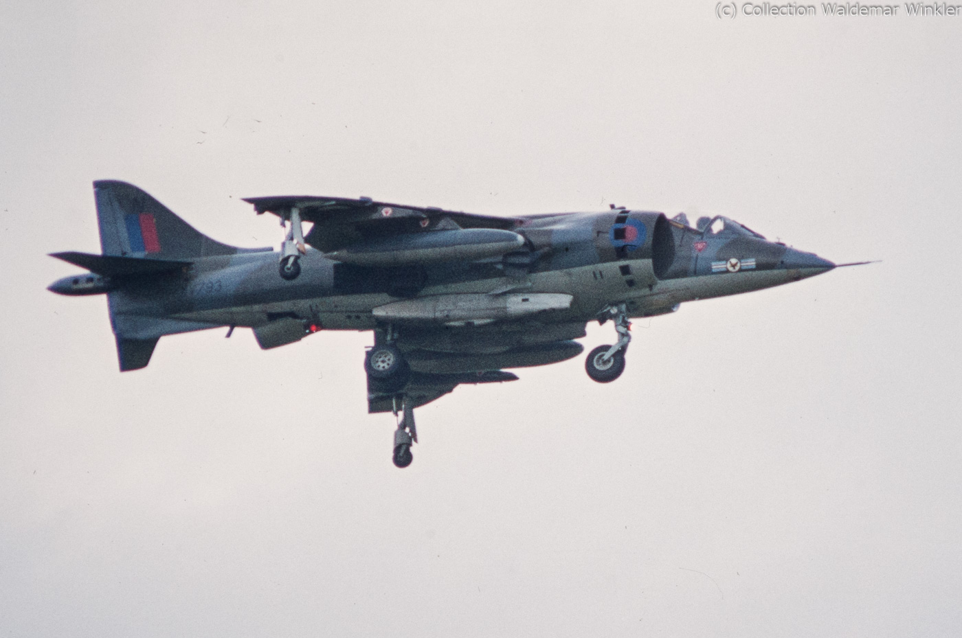 Harrier_DSC_2633.jpg
