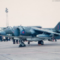Harrier_DSC_2655.jpg